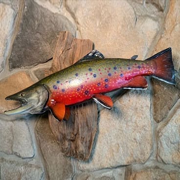 Rainbow Trout